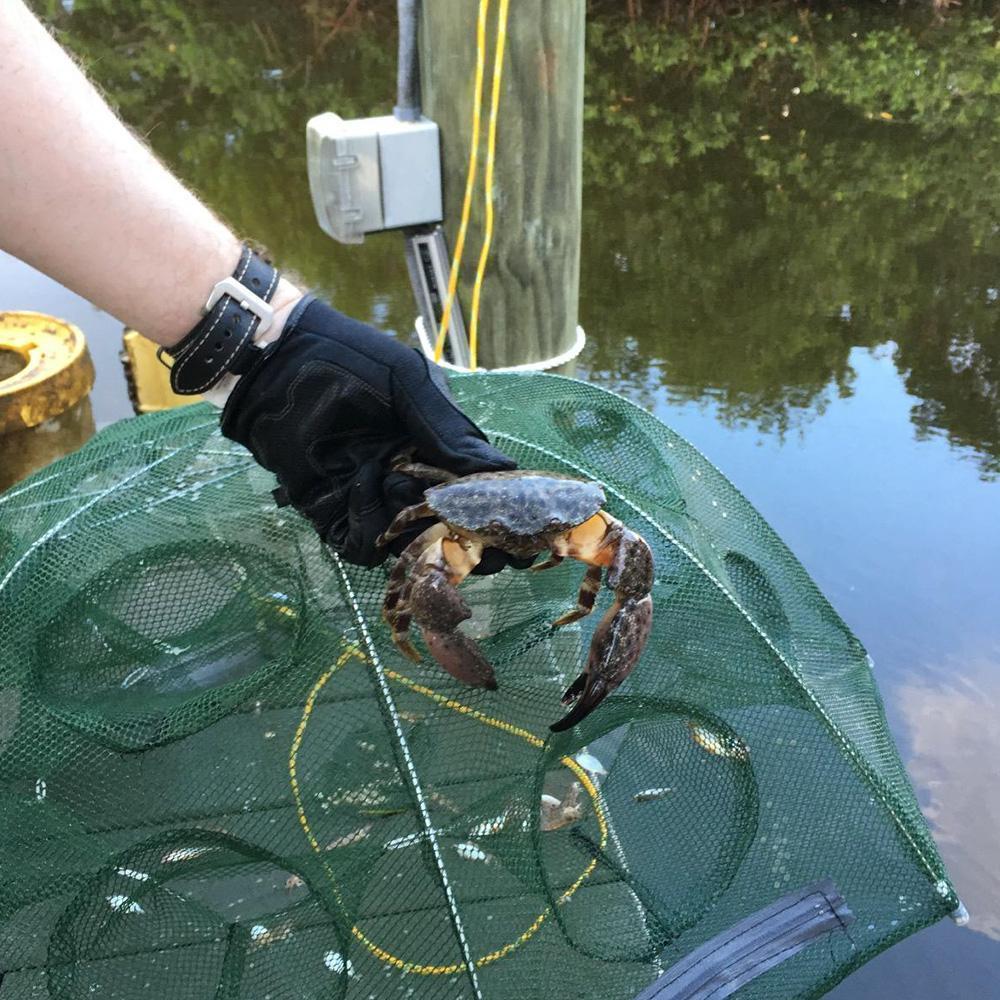 Automatic Folding Fish Trap - Image 8