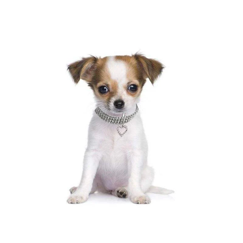Gold dog Chain - Crystal Heart Pets Collar - Image 3