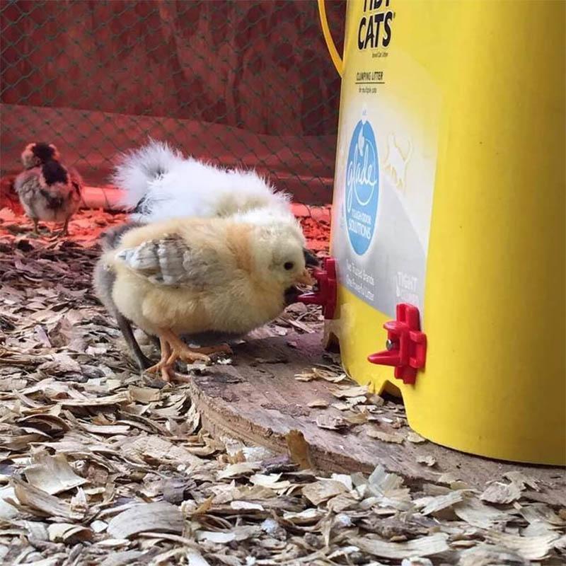 Horizontal Side Mount Chicken Waterer (10 PCS) - Image 2
