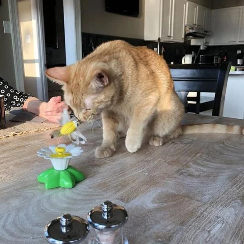 Interactive Bird Toy For Cats - Image 12