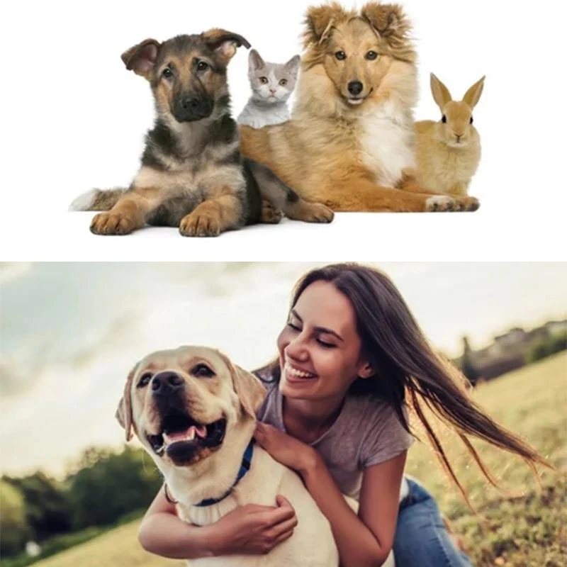 Pet Ear Powder - Image 7