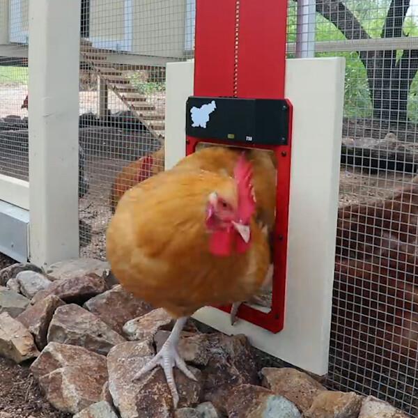 Poultry Farm Automatic Chicken House Door - Image 10